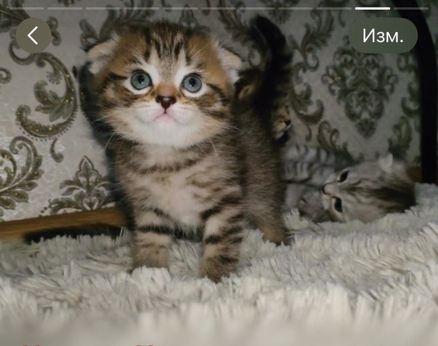 Бесплатно Кошки Мысық