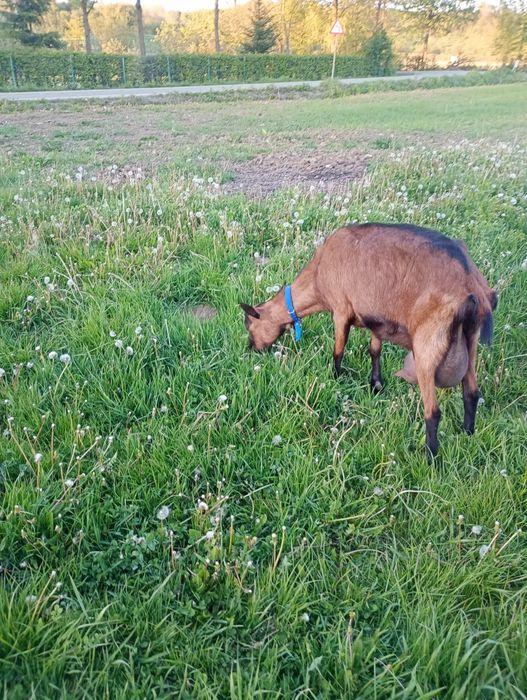 Capră alpină franceză cu pedigre de Franța
