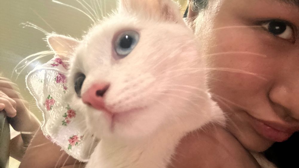 Турецкая Ангора  белая кошка