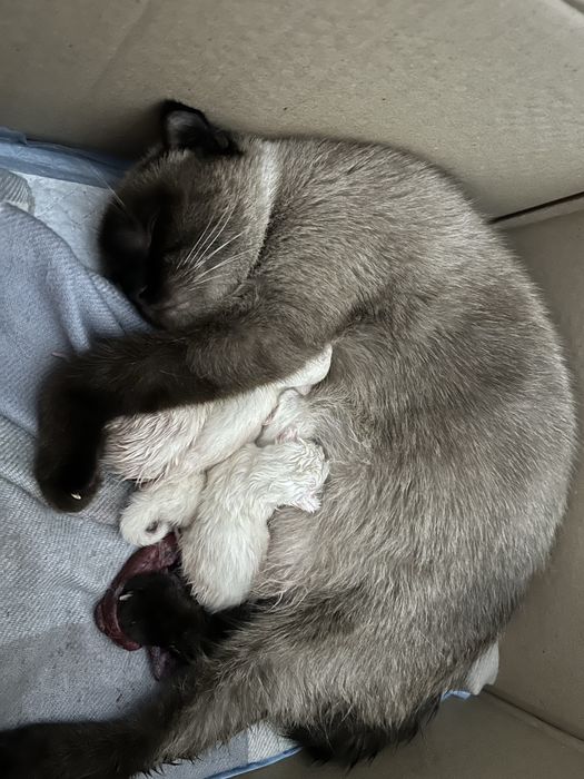 Котята в хорошие руки