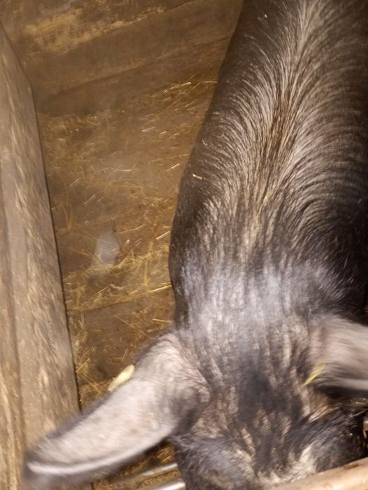 Găini gat golaș încălțate rasa mare