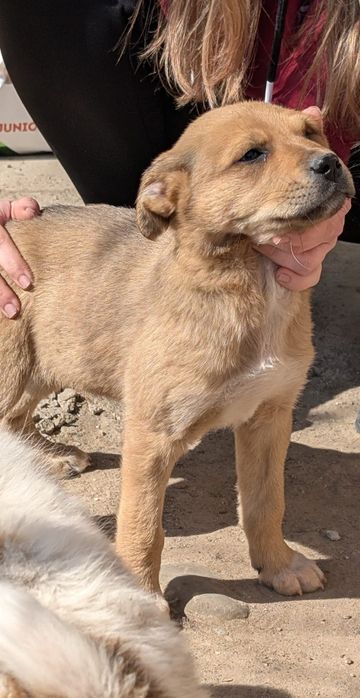 Catelus pentru adoptie si transport PH