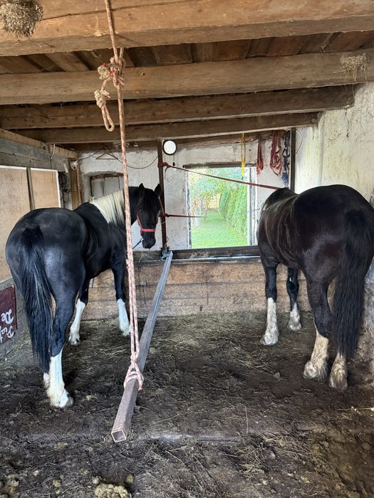 Vand sau schimb o iapa frizian si doi manji barok pinto metisi de friz