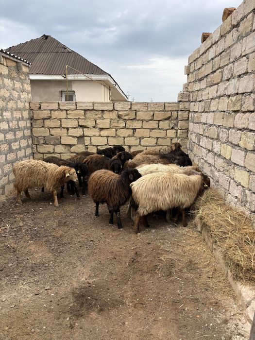 Сатылатын кой токтылар бар