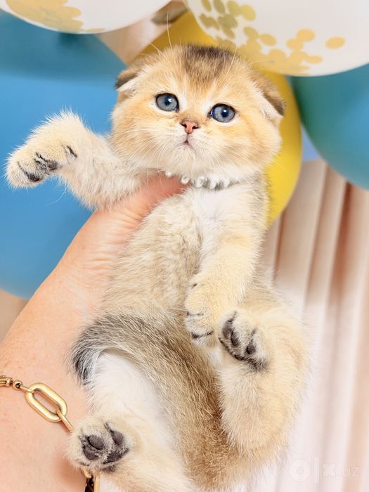 Чистокровные котята