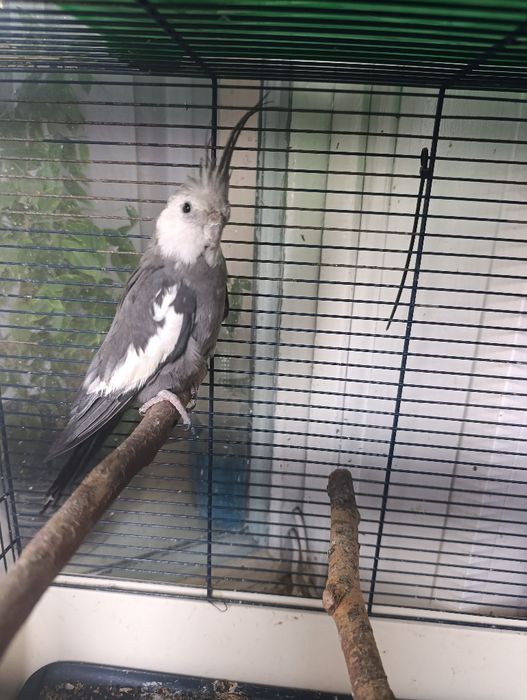 Корелла мальчик бесщекий