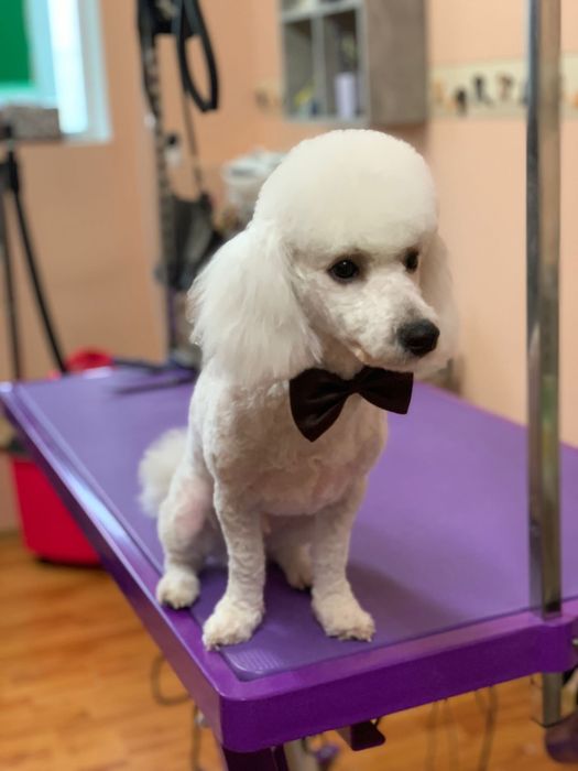 Salon tuns caini  si pisici-Frise Grooming&Pet Shop