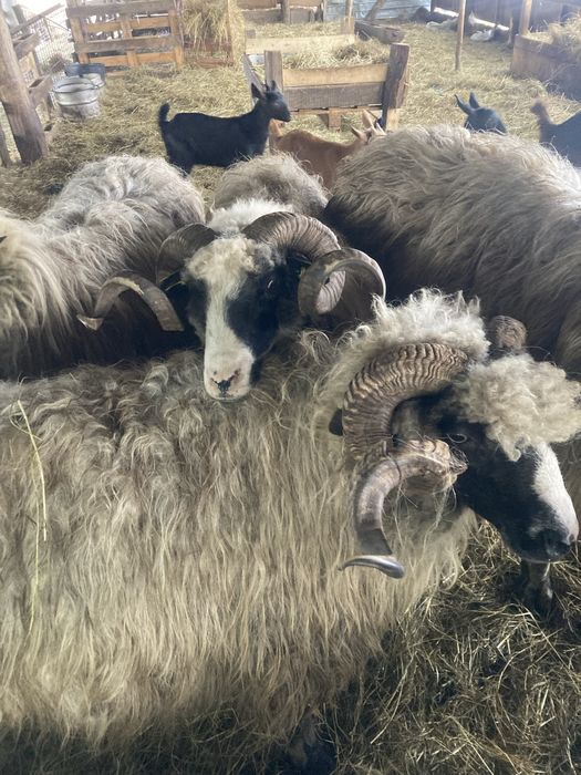 Vand berbeci sau schimb