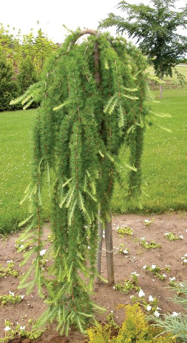 Larix Plangator .