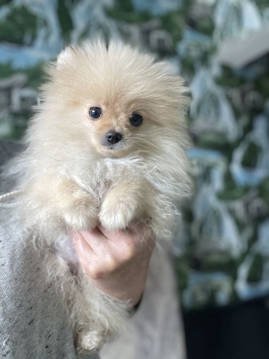 Щенки шпица