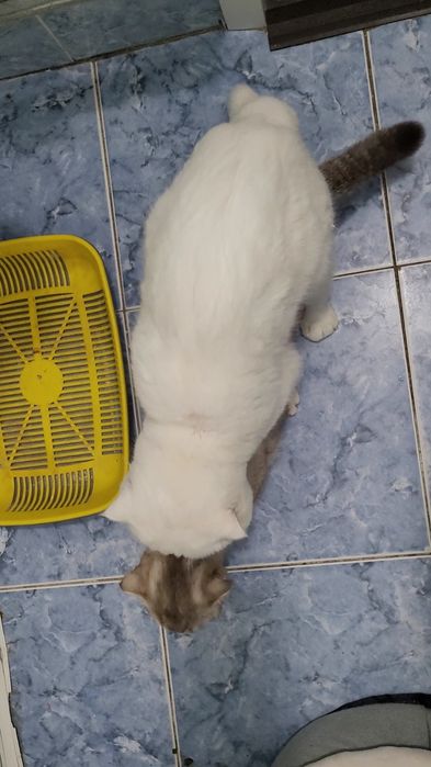 Вязка кот шотландский вислоухий