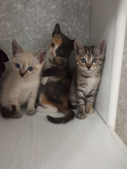 Отдам котят в добрые руки