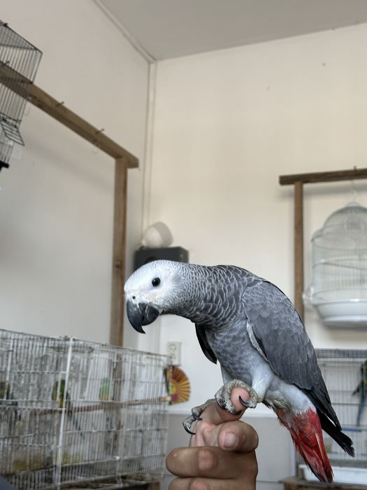 Продам попугая жако 550 К