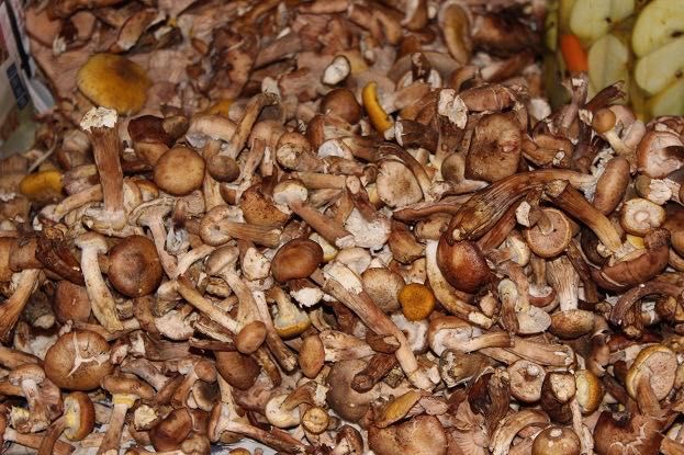 Vând opintici de toamnă ‼️