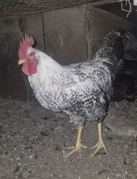 Gaini si cocoși de țară
