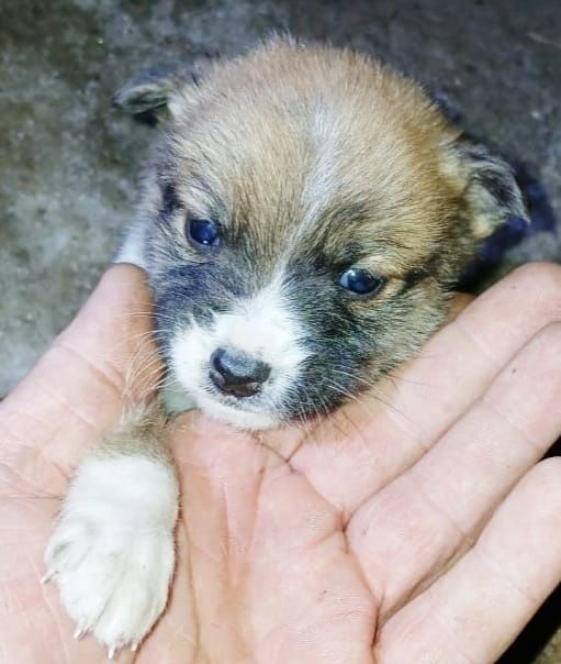 Щенятки Дворянины малышня нужен срочно дом