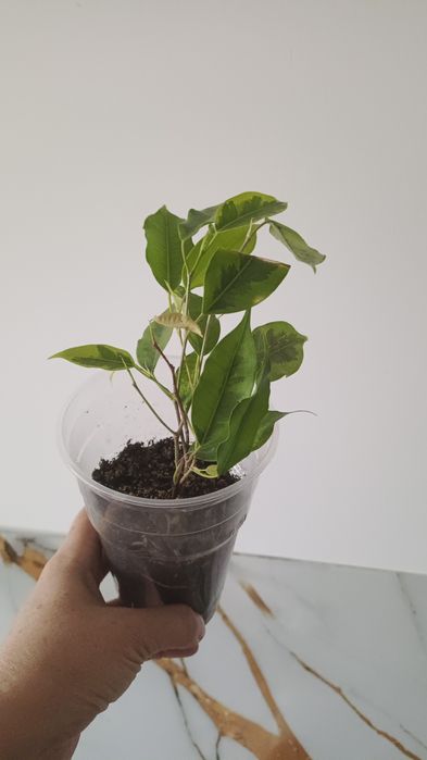 Анлонема 3200 филодендрон 1200