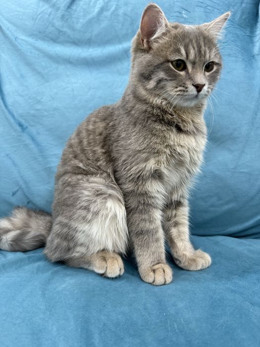 Ұл мысық тегін беріледі