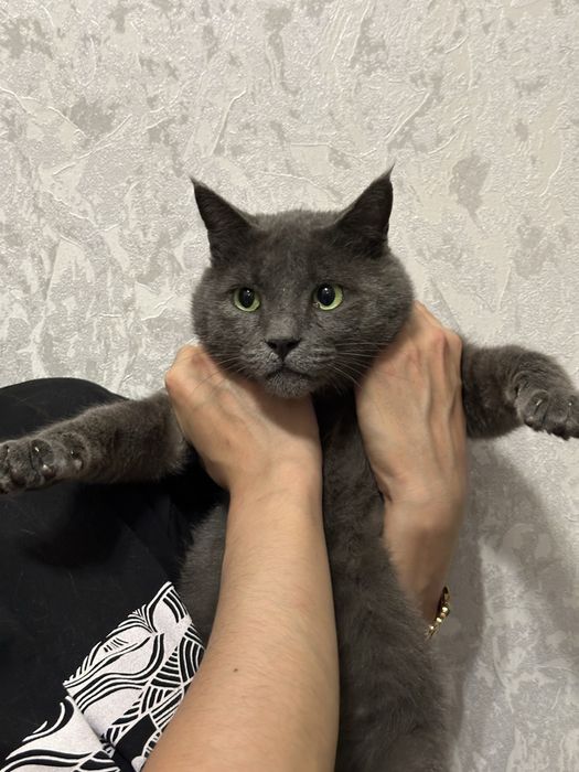 Потерялся кот британский