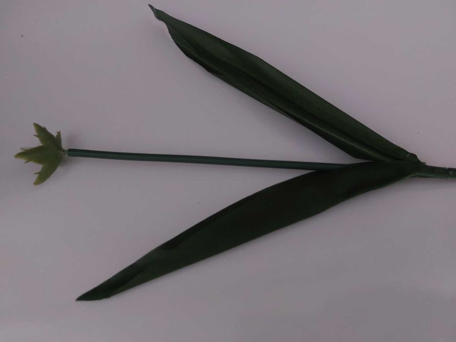 Продам стебли тюльпанов и роз