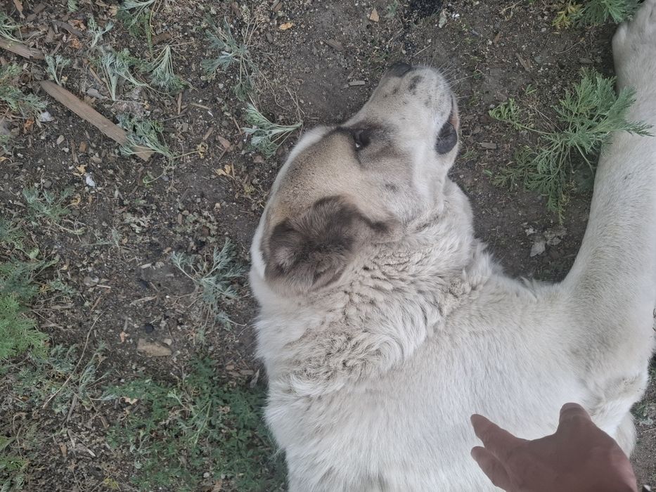 Алабай девочка белая