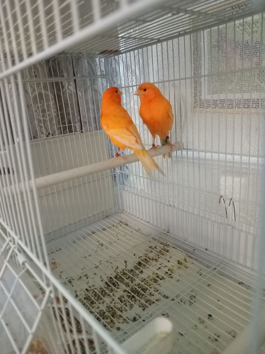 Красные канарейки.