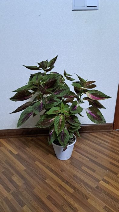 Цветы  комнатные