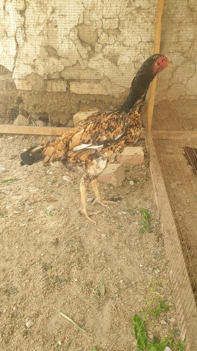 Sotiladi Dakan tovuq