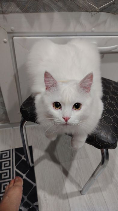 Отдам кот 1 год бесплатно