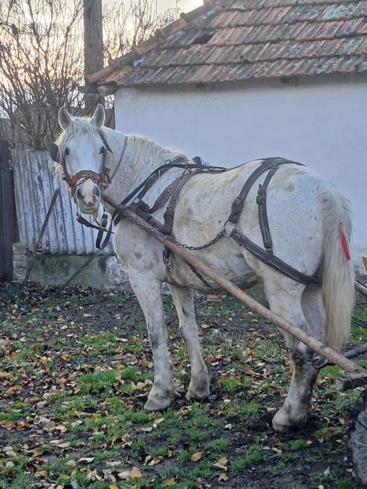 Se vinde iapa de 7-8ani