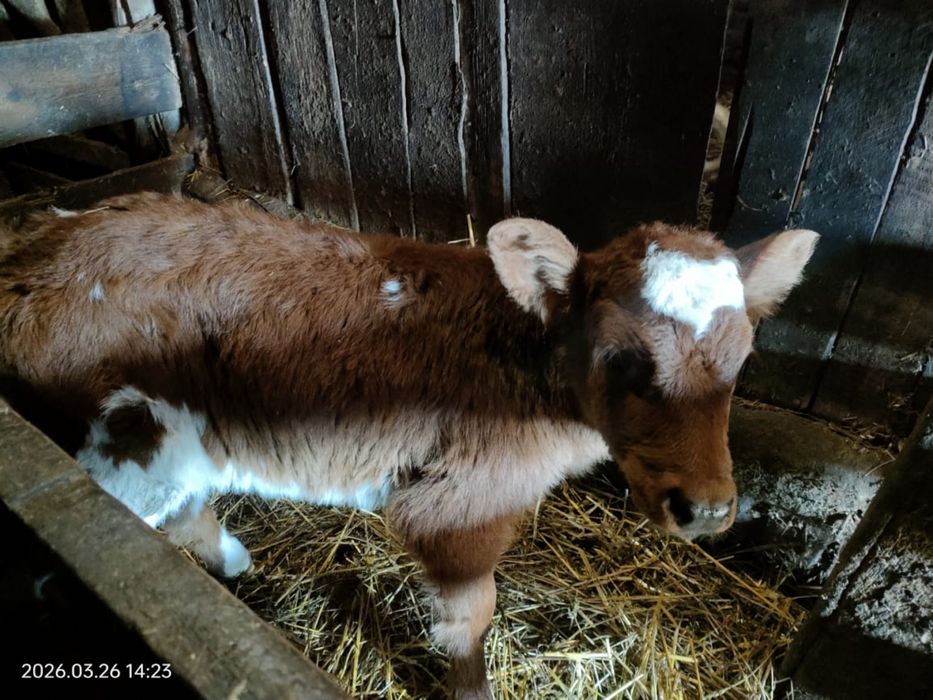 Продам недельную телочку