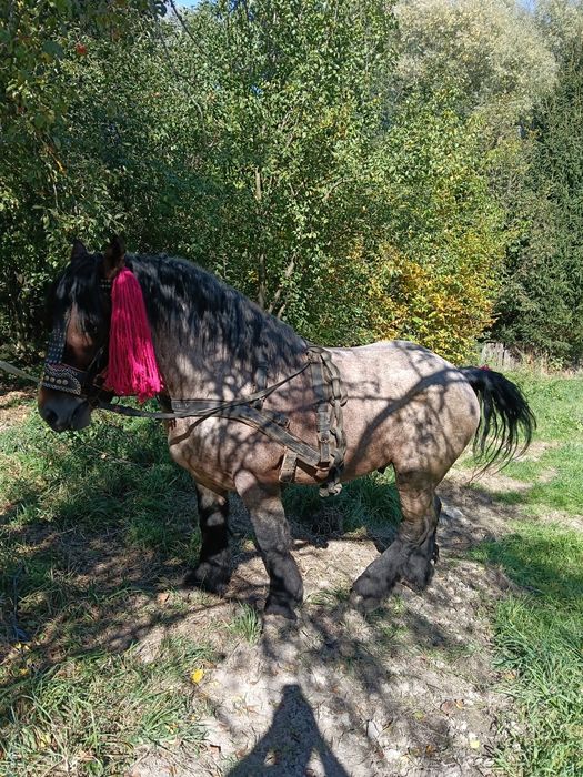 Vând armăsar de 3ani