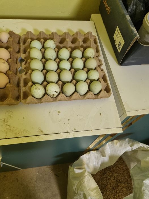 Lakenza tovuq tuhumlari