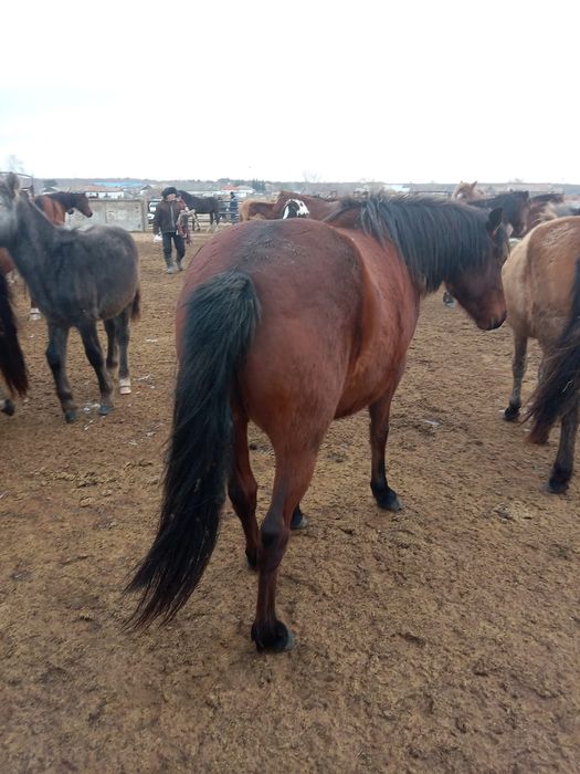 Подам лошадей    .