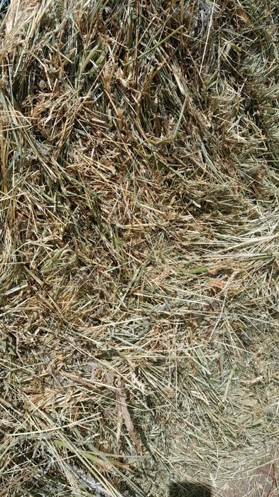 Сена разнотравье