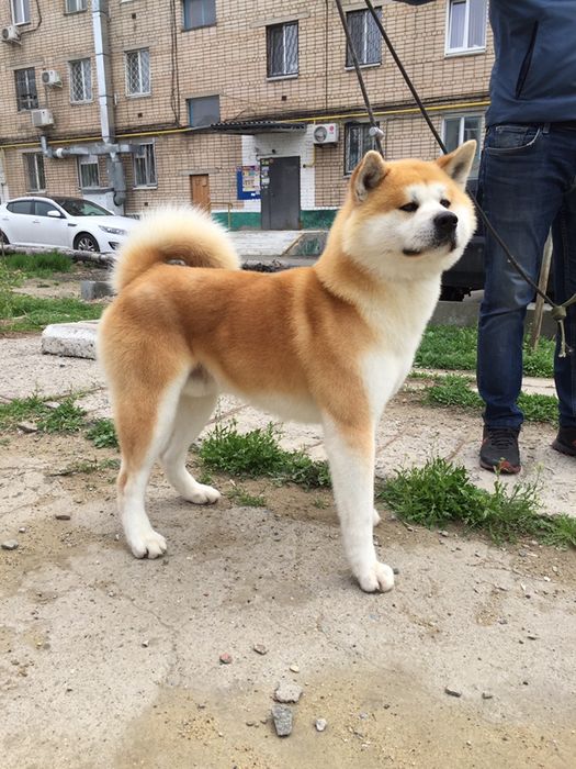 Груминг для средних и крупных пород собак!