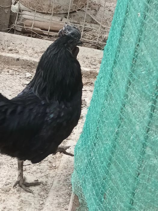 Vând doi cocoși de Ayam Cemeni