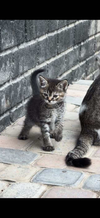 Котятам 1,5 мес.