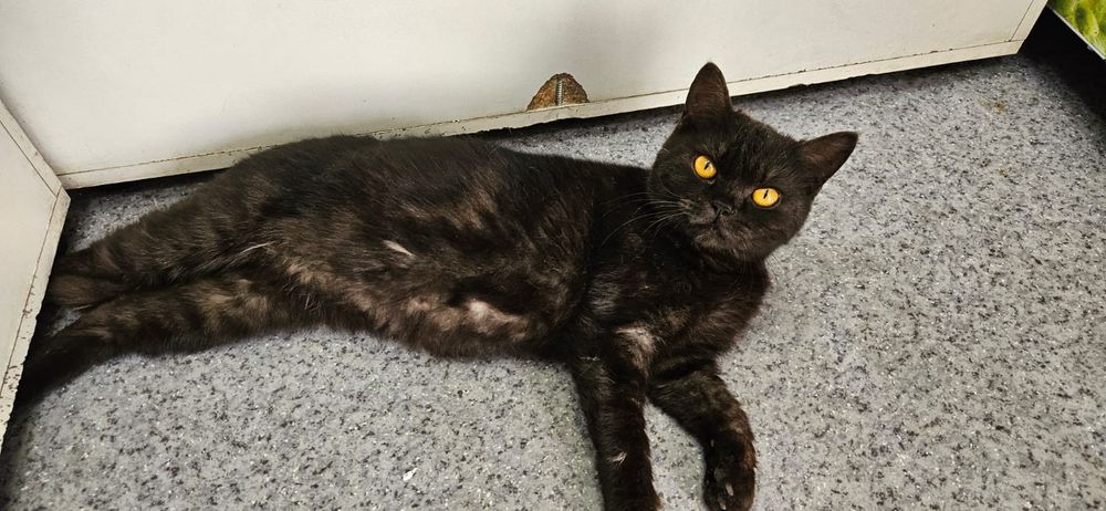 Красоту в добрые руки!