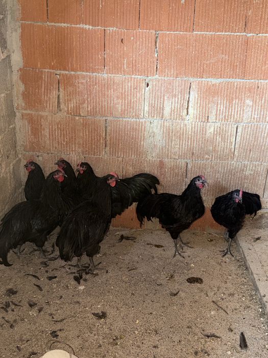Cocoși australorp