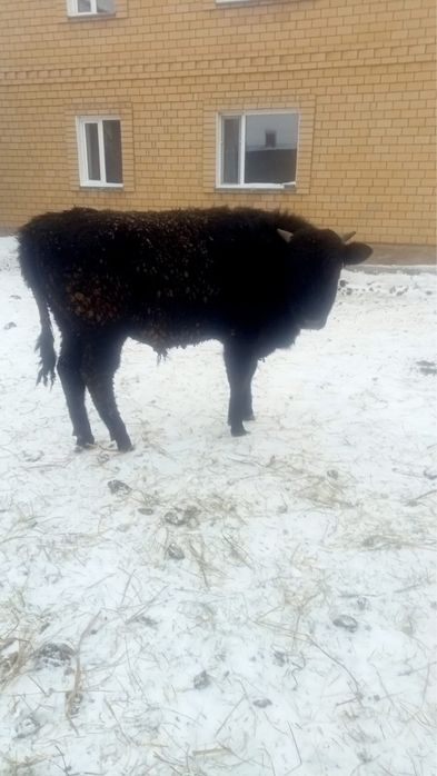 Продам бычка      .