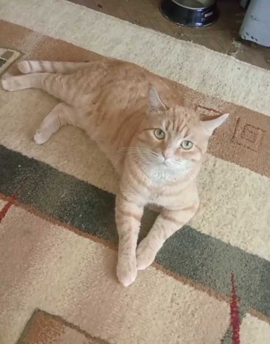 Рыжий котик ищет дом