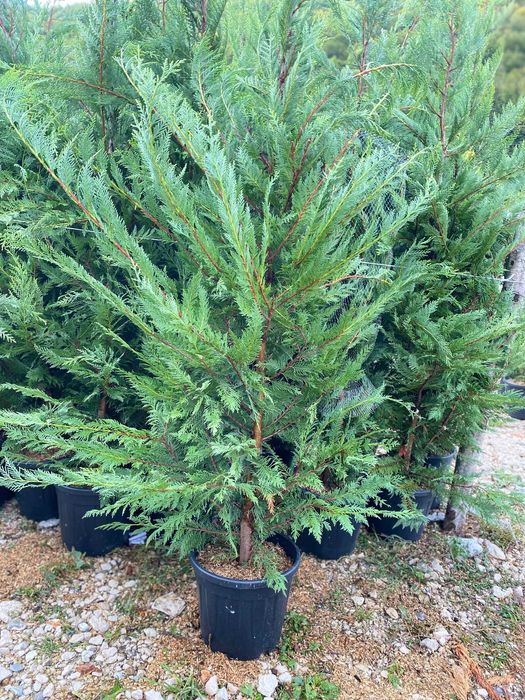Cupressocyparis Leylandii – plante viguroase, prindere sigură