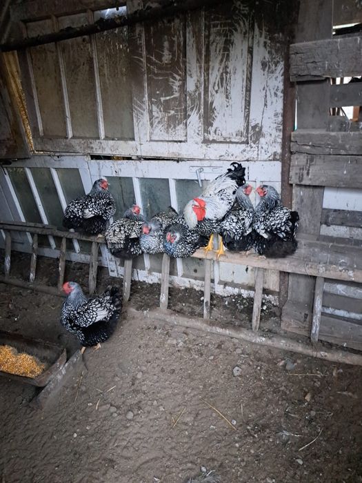 Vând ouă pentru incubat