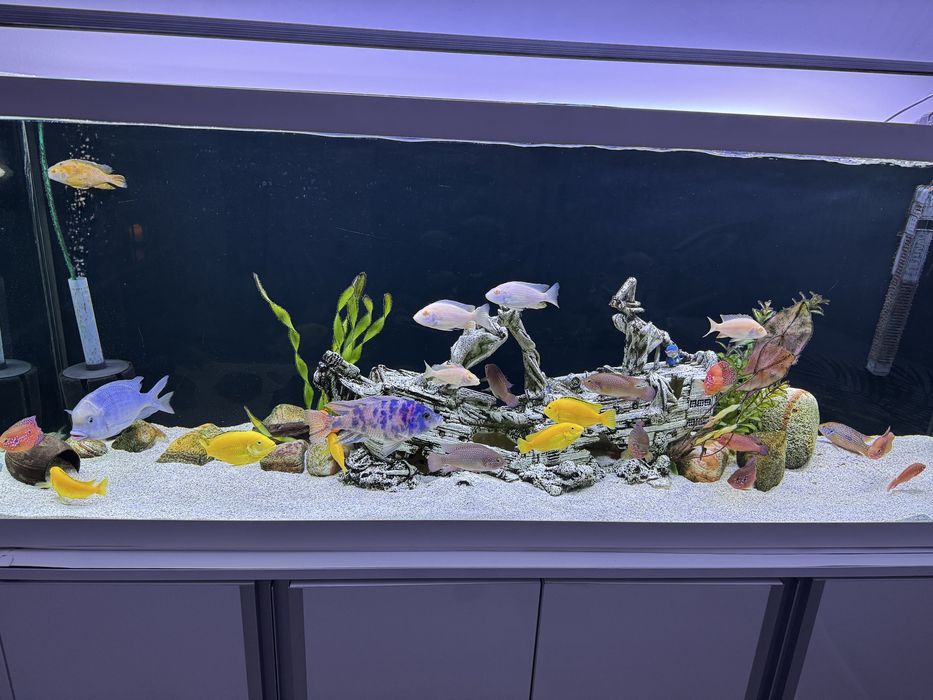 Vand acvariu complet