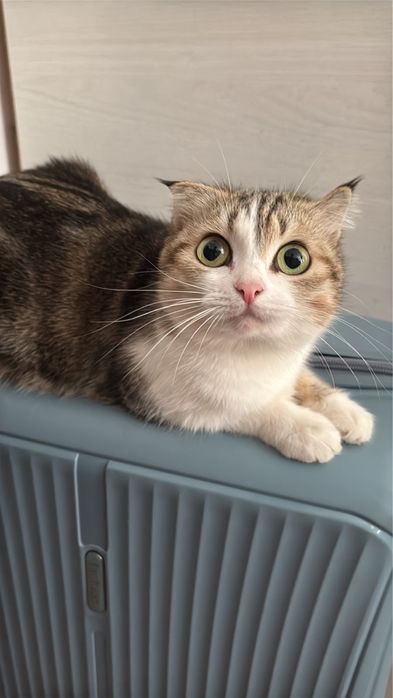 Отдам в хорошие руки