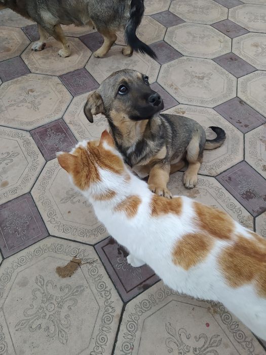 Отдадим очаровашку в добрые руки