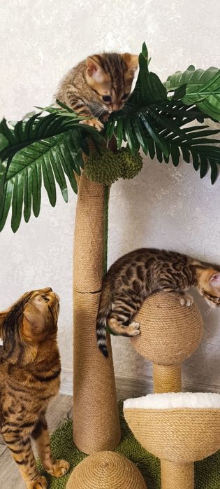 Бенгальские котята
