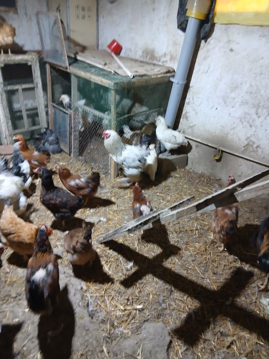 Хонаки товуклар сотилади