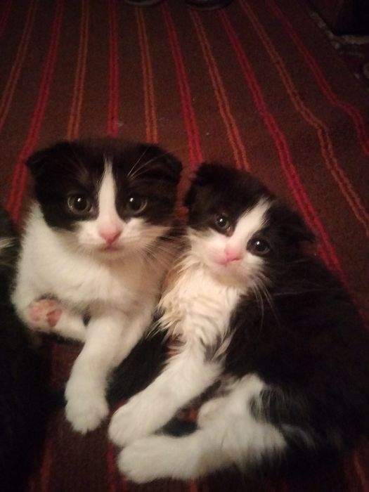 Котята вислоухие